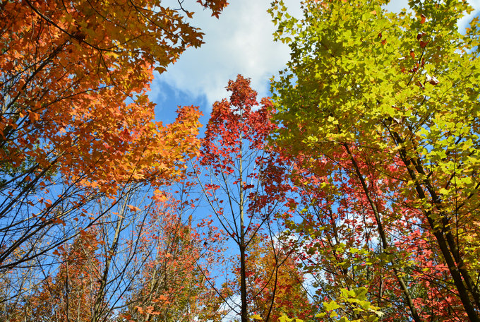 昆明周邊3日游：親子農耕勞動，植物世界探秘，繪畫美麗家園！