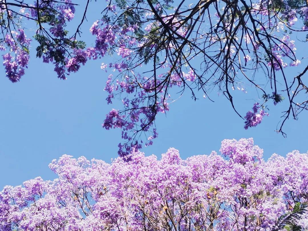 昆明萬人打卡，美出天際！藍(lán)花楹即將綻放，還有賞花公交等你坐...