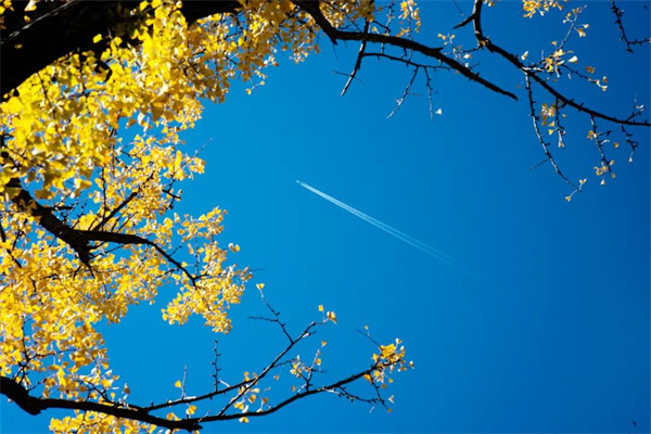  看一眼就心動！小伙伴熟悉的“云南藍”又回來了