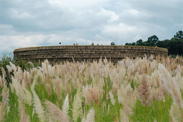 云南旅游,云南旅行社,云南團建公司,云南策劃公司,云南會議會展,昆明旅游,昆明旅行社,昆明團建公司,昆明策劃公司,昆明會議會展：氛圍感超絕！大片秒出！彩色蘆葦加持，滇池綠道已經(jīng)美到next level了！快沖~