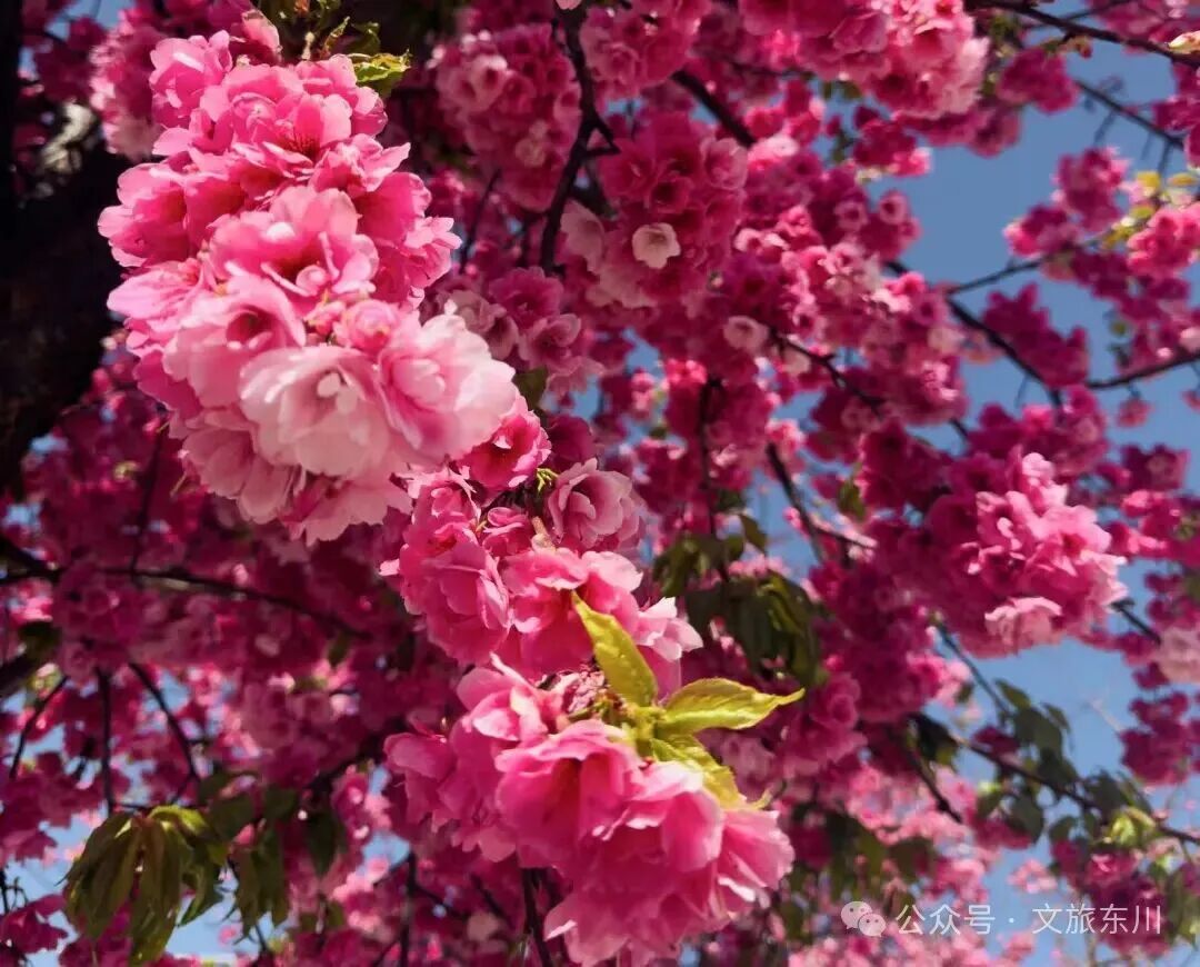  云南旅游,云南旅行社,云南團建公司,云南策劃公司,云南會議會展,昆明旅游,昆明旅行社,昆明團建公司,昆明策劃公司,昆明會議會展：“滇”峰綻放｜赴一場繁花之約