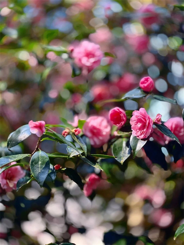 昆明旅游：昆明這座藏在山里的茶花園，300畝花海正怒放，再不去就晚了