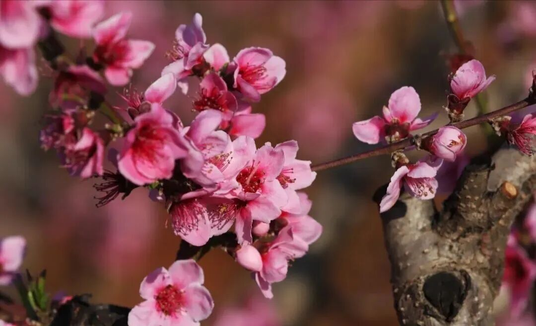 云南團建公司,云南策劃公司,昆明旅游,昆明旅行社,昆明團建公司,昆明會議會展：在桃花流水處，遇見徐霞客筆下的富民