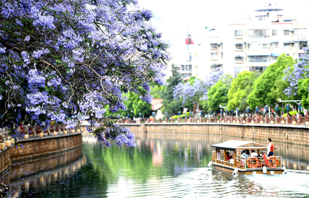 昆明旅游：盛花期倒計時！這份藍花楹小眾私藏路線，帶你獨享屬于春城的紫色浪漫！